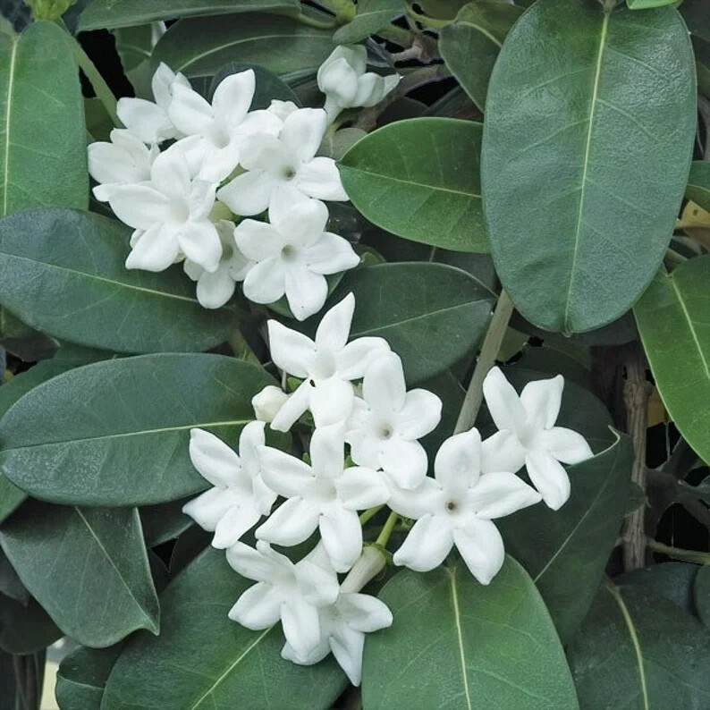 Madagascar jasmine ~GREEN LEAF STEPHANOTIS ~Small Rooted STARTER Plant~Fragrant! gallery