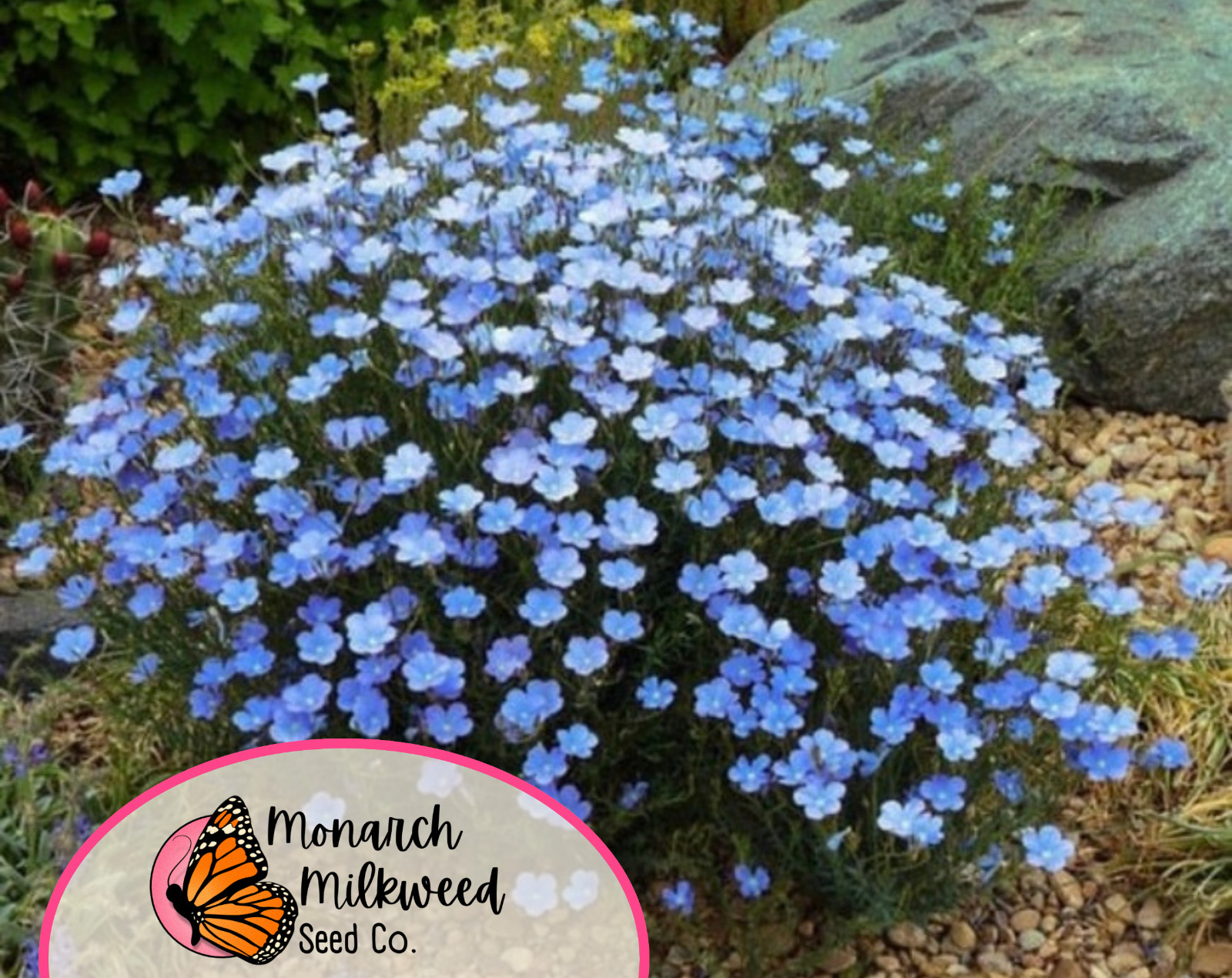 2000+ Blue Flax Seeds | Perennial Flower Gardening, Wildflower Pollinator Plant gallery