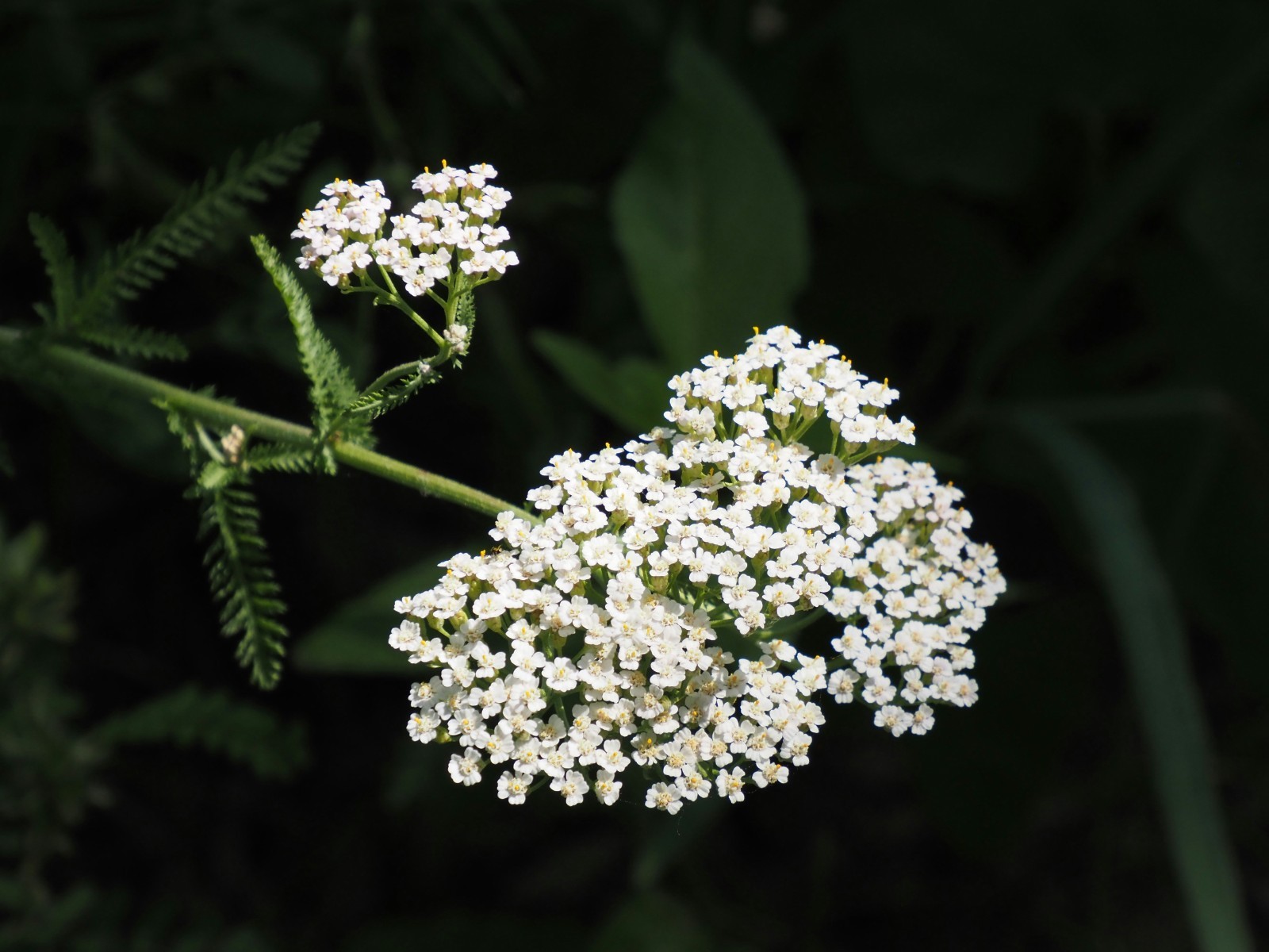 20000+ White Yarrow Seeds, Native Perennial Wildflower Plant Seed for Gardening gallery