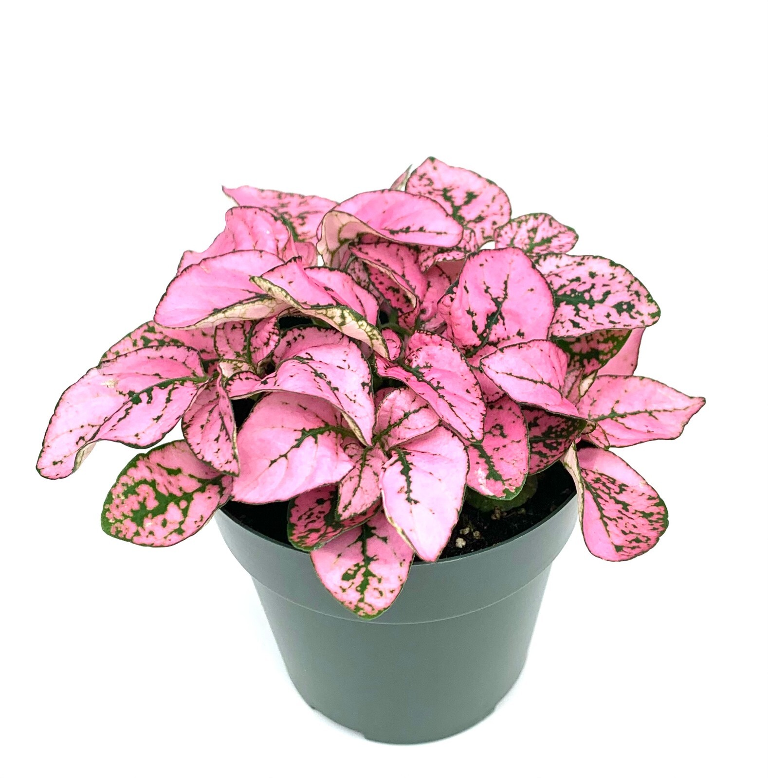 Hypoestes Pink Splash Live Potted House Plants Air Purifying, 2.5" Pot gallery