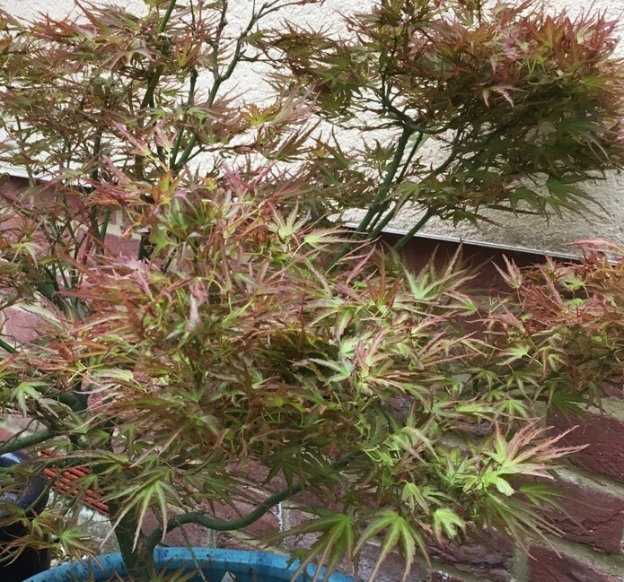 Kamagata Dwarf Japanese Maple Tree - Live Plant - ( 2.5 QT ) gallery