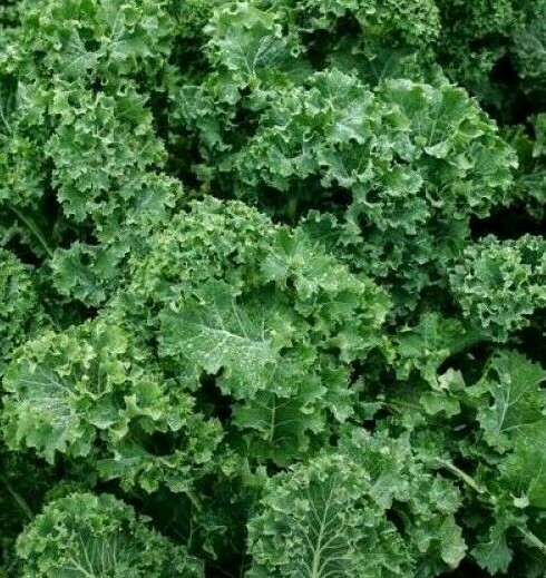 DWARF SIBERIAN KALE SEEDS 500+ survival VEGETABLE greens SALAD FREE SHIPPING gallery