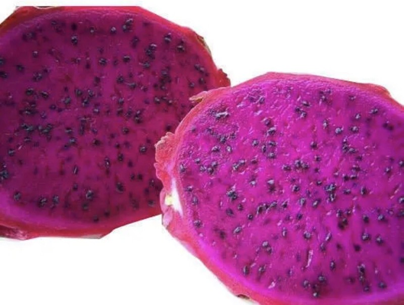 Small DRAGON FRUIT CUTTING for grafting 4-7 Inches Check description gallery