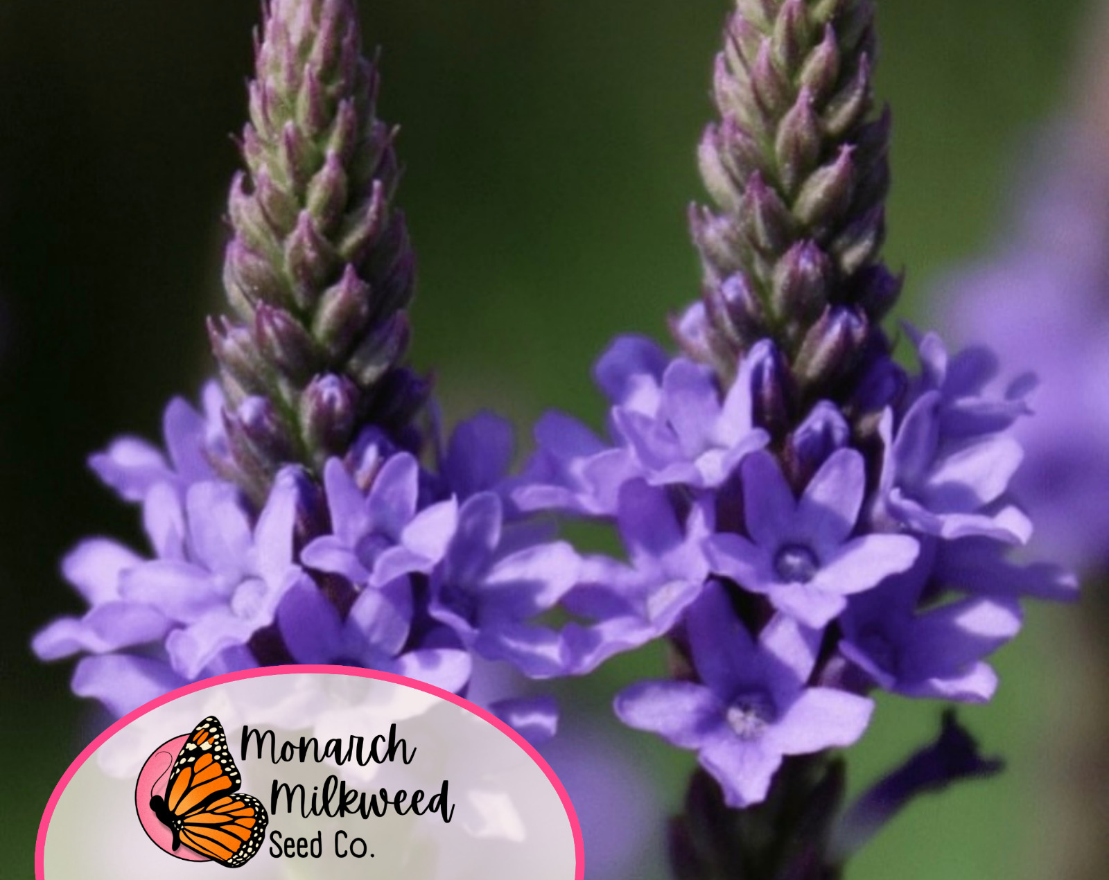 975+ Verbena 'Hoary' Seeds | Flower Gardening, Wildflower Perennial Plant Seed gallery