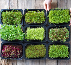 Microgreens Variety Pack (10 Varieties, 2 LBS+, Cabbage, Broccoli, Beet, Radish,