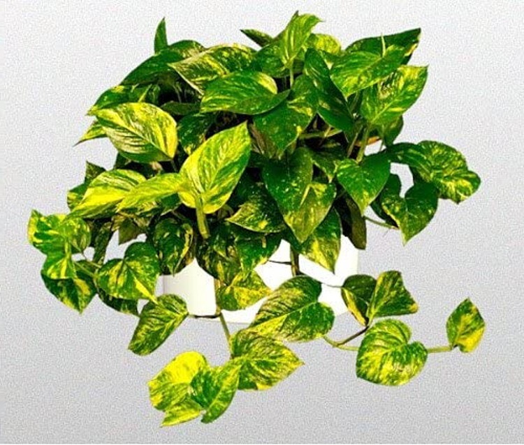 Pothos Devil Golden Epipremnum Ivy Very Easy To Grow Indoor Live 2 Plants 3" Pot gallery