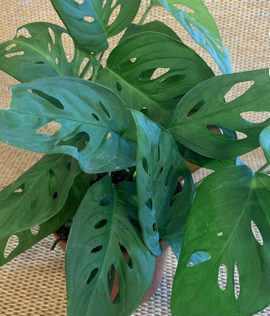 MONSTERA ADANSONII SWISS CHEESE ROOTED LIVE PLANT gallery