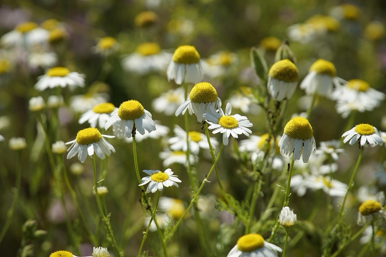 German Chamomile (10 Seeds) | Heirloom | Free Shipping | Herb Seeds | gallery