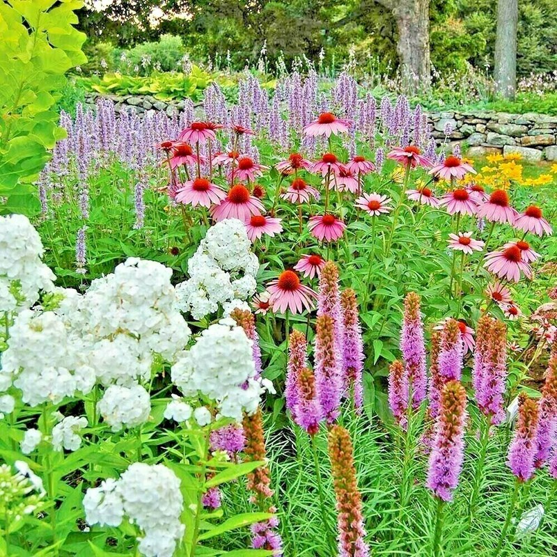 2001+POLLINATOR MIX Seeds 17 Native Wildflowers Annual Perennial Garden Easy gallery