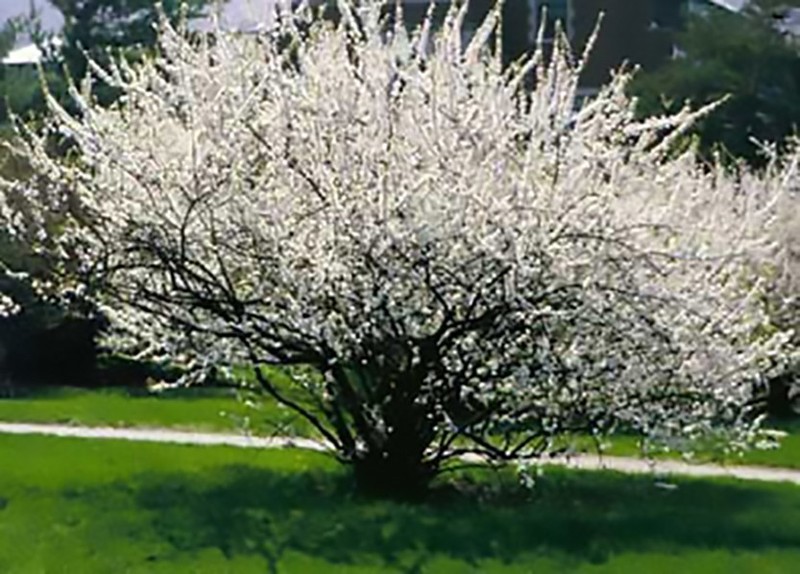 Nanking Cherry, Prunus tomentosa, Shrub Seeds (Edible, Hardy, Fast) gallery