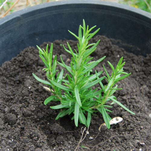 Rosemary Seeds | Heirloom / Non-GMO | Free Shipping | Herb Seeds | 1163 gallery
