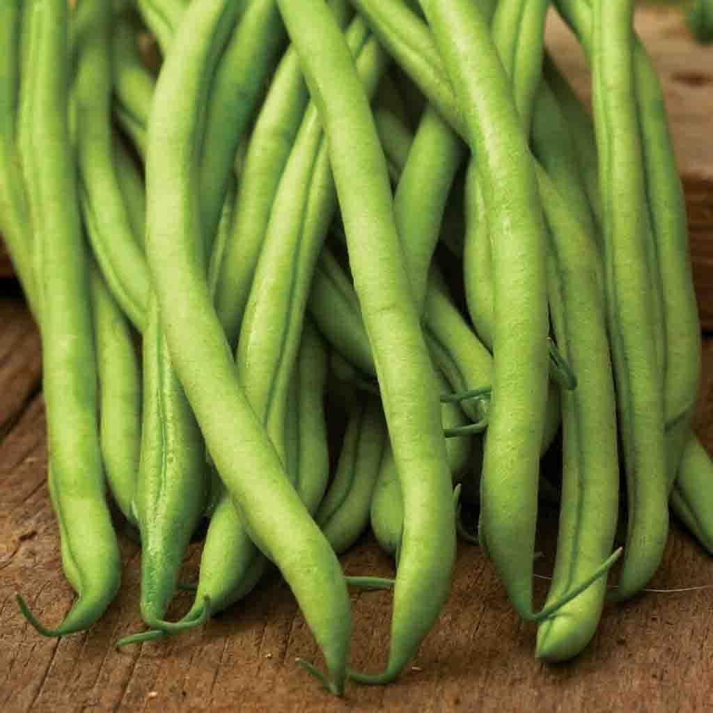 Blue Lake Stringless FM1K Pole Bean Seeds gallery