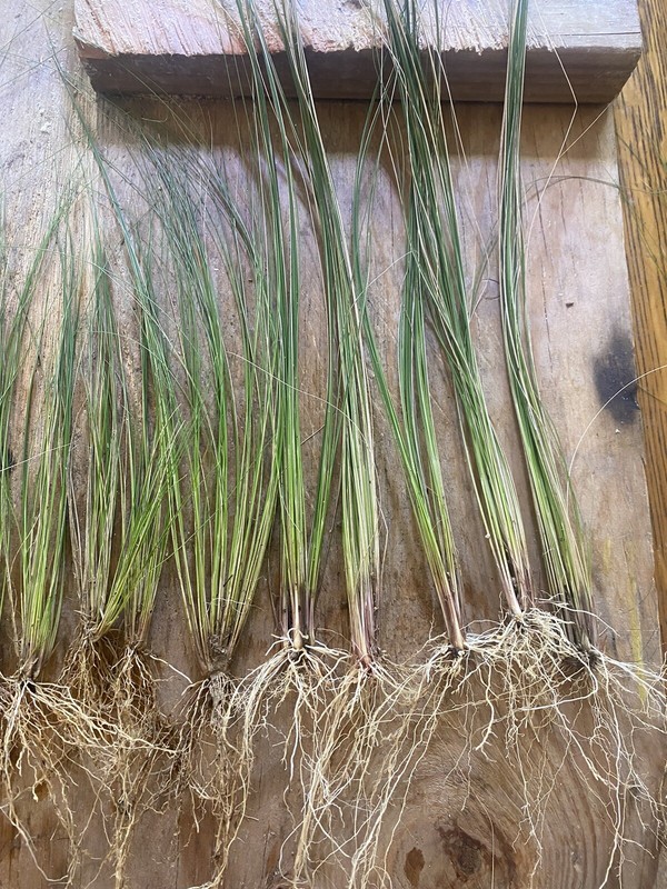 LIVE MEXICAN FEATHER GRASS 10 STARTER PLUGS, STIPA, HARDY, ORNAMENTAL US SELLER gallery