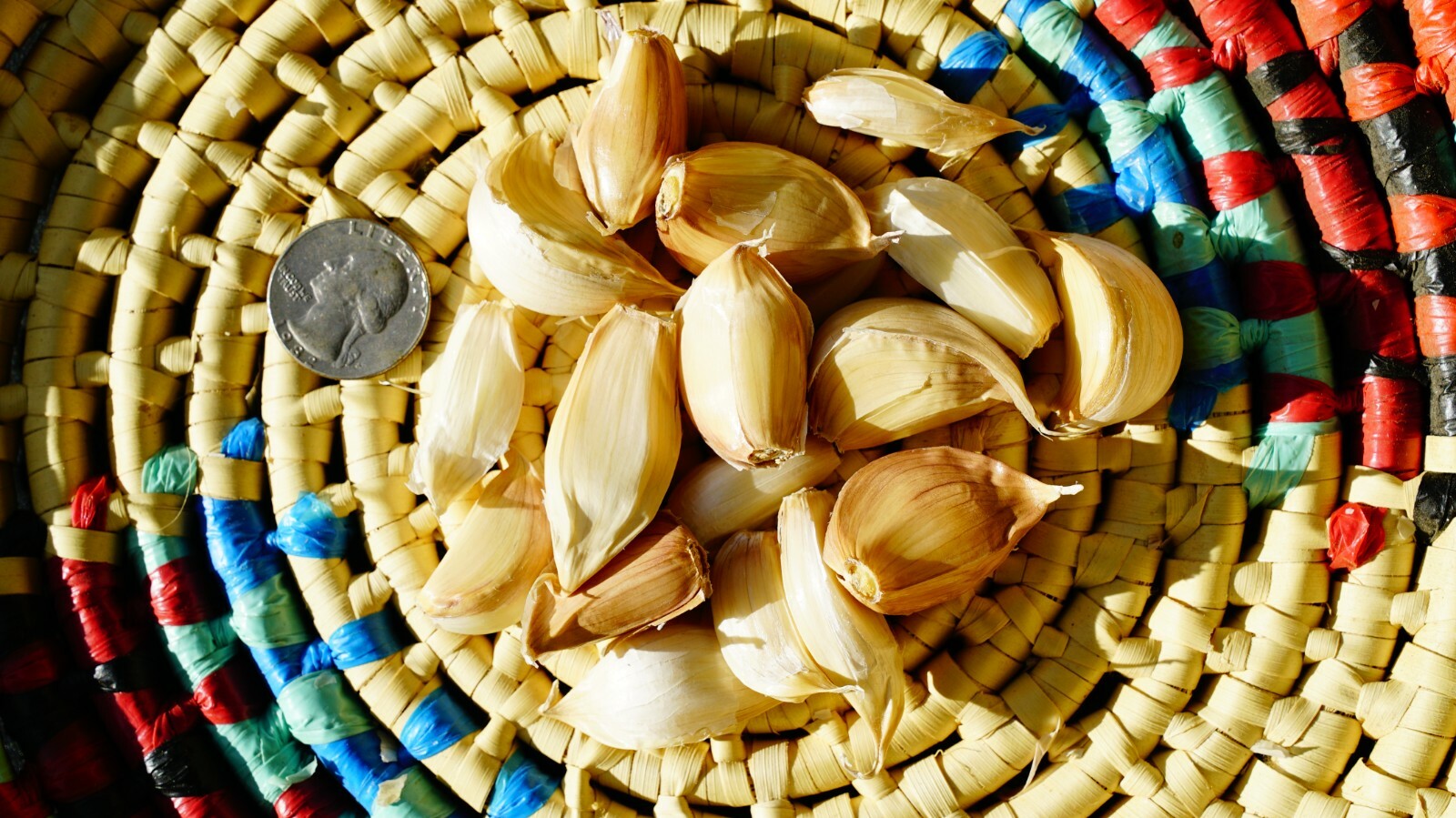 Polish GARLIC Bulbs 1/2 - 10lbs Fresh Organic Heirloom Hardneck Plant or Eat gallery