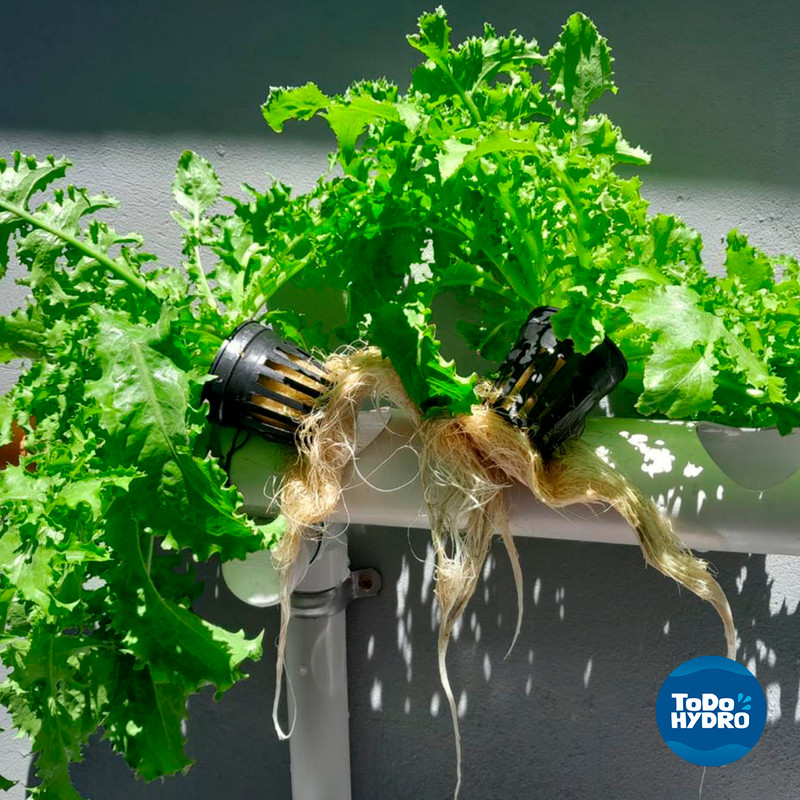 Hydroponic Kit N1 NFT System 32 Plants Complete Garden with Nutrient & Seeds gallery