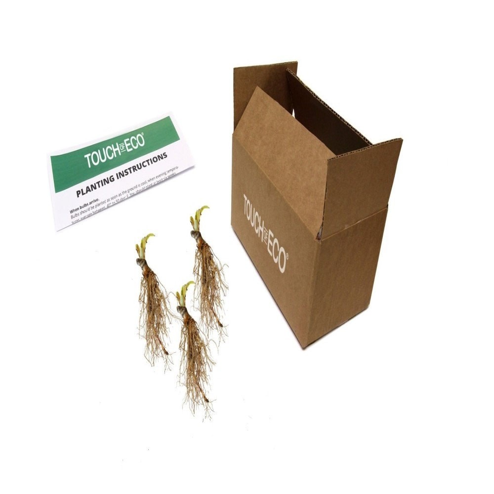 Big Blue Bressingham Hosta - 3 Bare Roots - Hardy and Shade Tolerant Plants for gallery