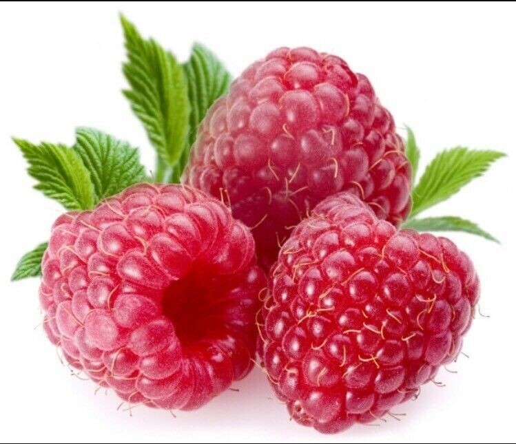 GIANT SWEET TULAMEEN RASPBERRY 100 SEEDS MEDICINAL ANTIOXIDANT FIBRE gallery