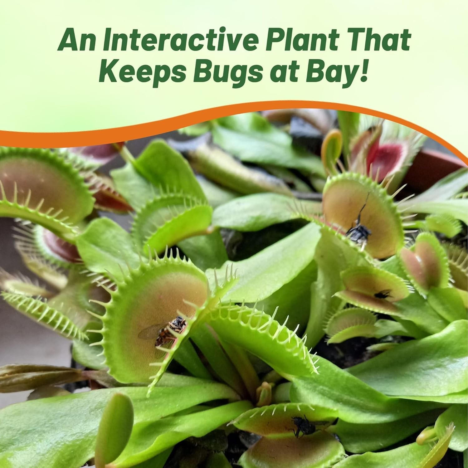 10 Seeds Venus Flytrap Seeds For Planting - Dionaea Muscipula gallery