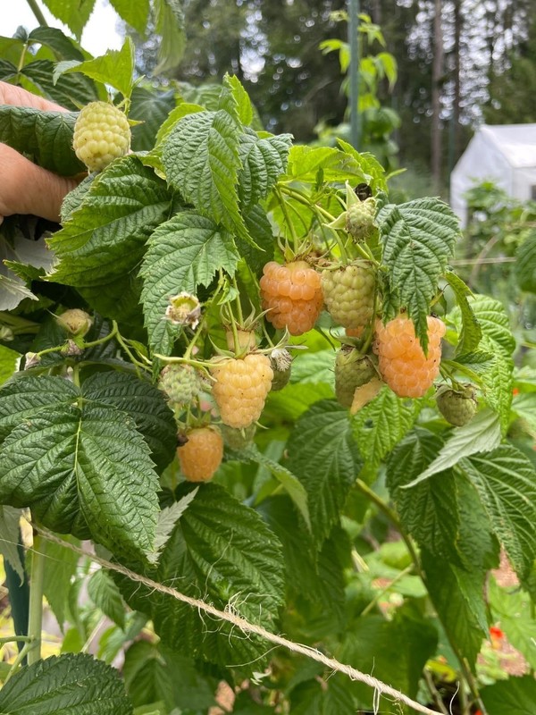( 1 ) - Fall Gold Everbearing Raspberry - Starter Plant ( L4 ) ( 1 live plant ) gallery