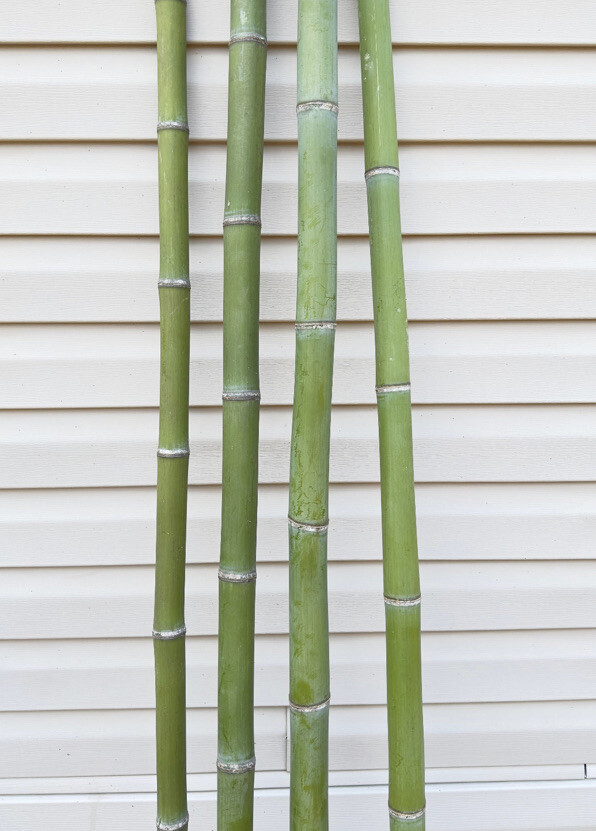1.5” Fresh Cut Natural Bamboo For Decor (You Choose Length) 1ft - 8ft gallery