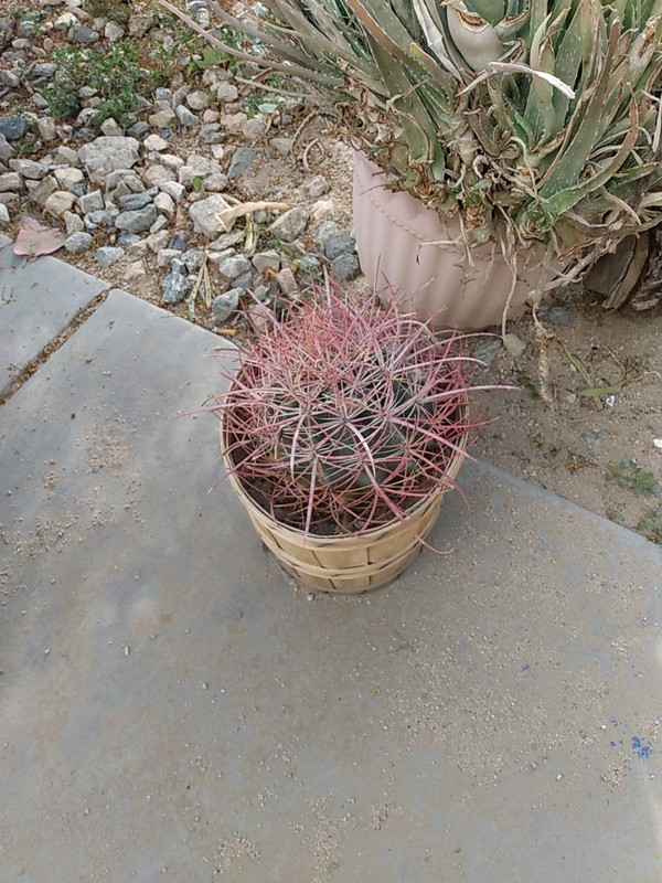Cactus, Red barrel Long Spine , Small 3 To 5 Inches In Diameter gallery
