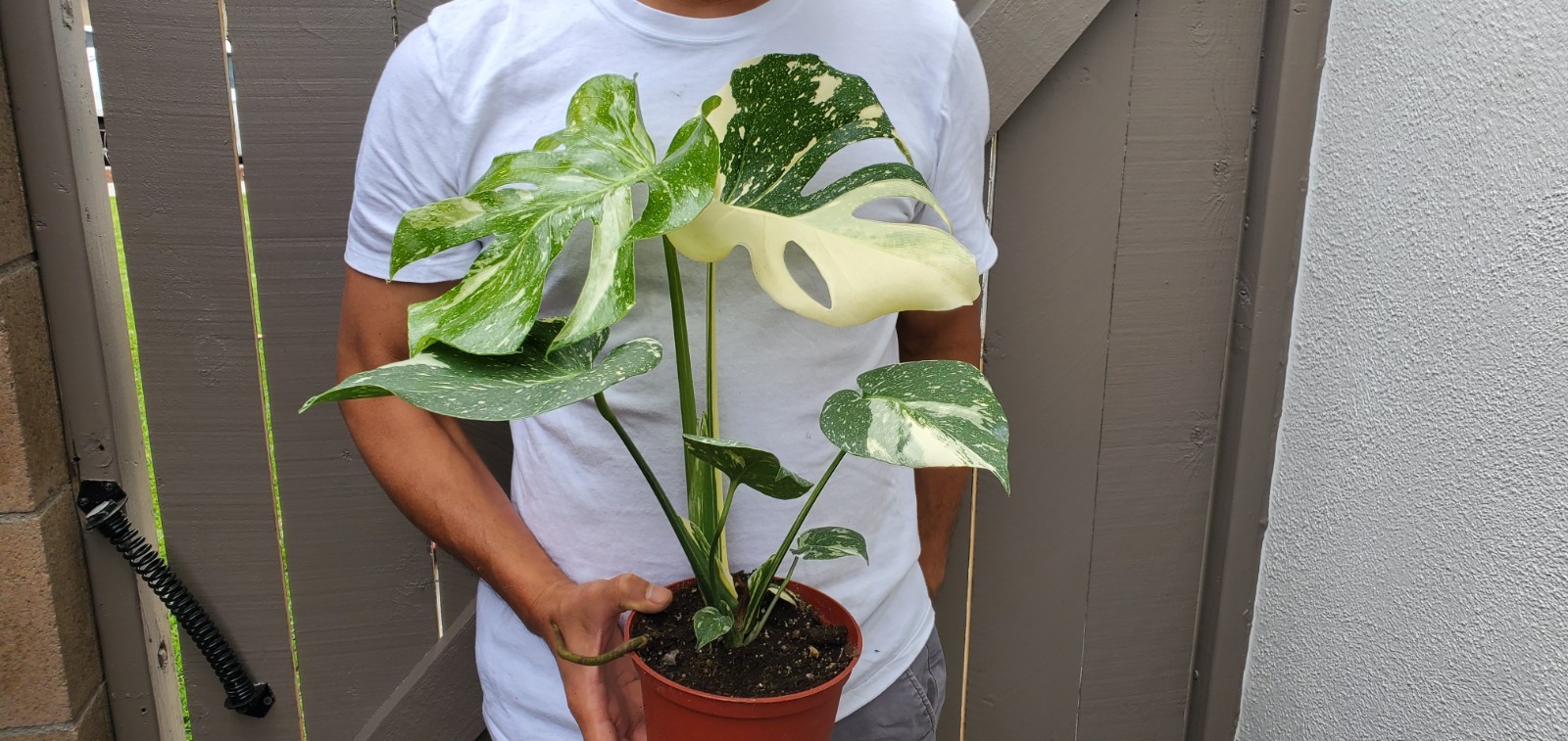 Thai Constellation Monstera Plant gallery