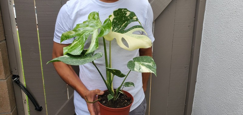 Thai Constellation Monstera Plant gallery