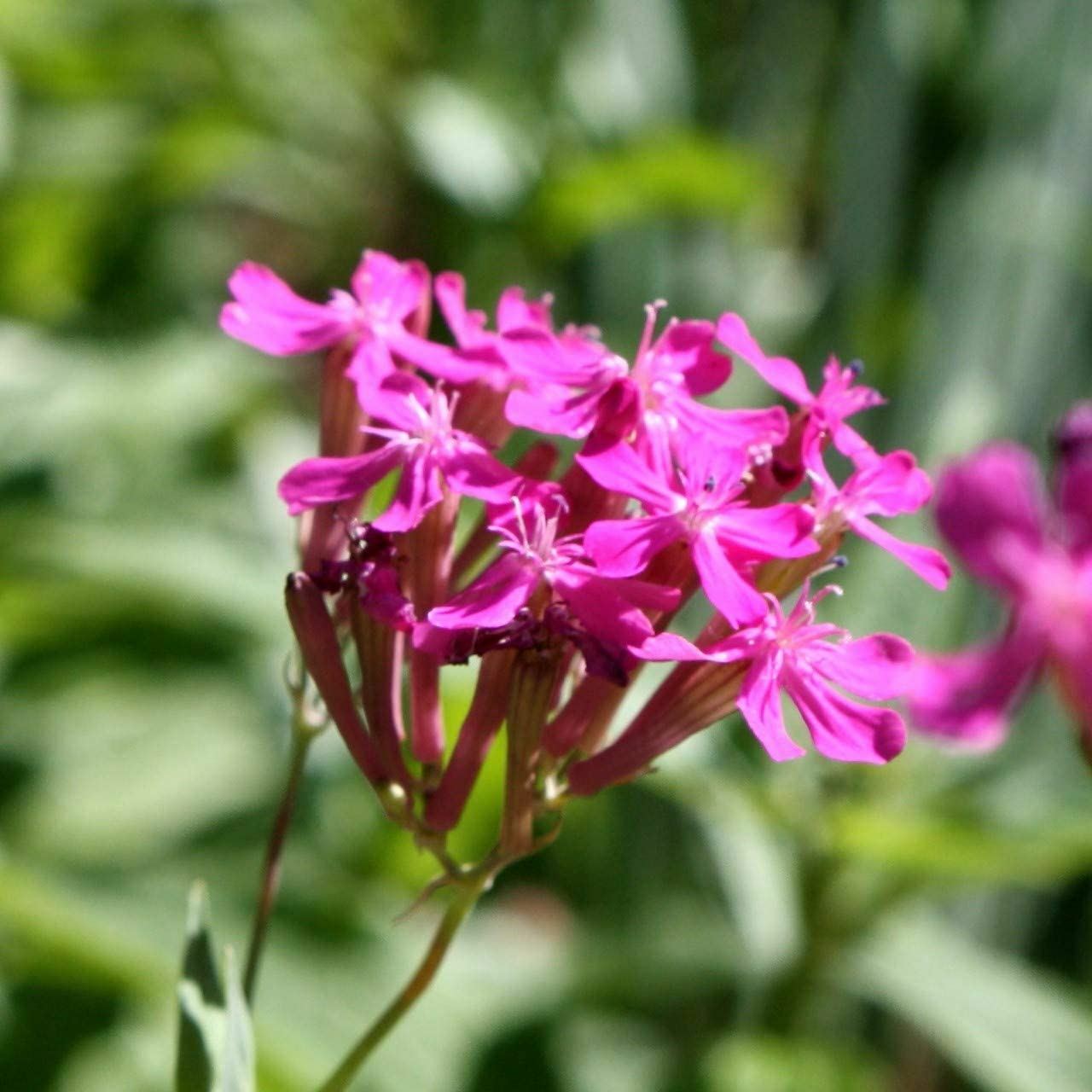Catchfly Flower Seeds, "COOL BEANS N SPROUTS" Brand. Home Gardening. gallery