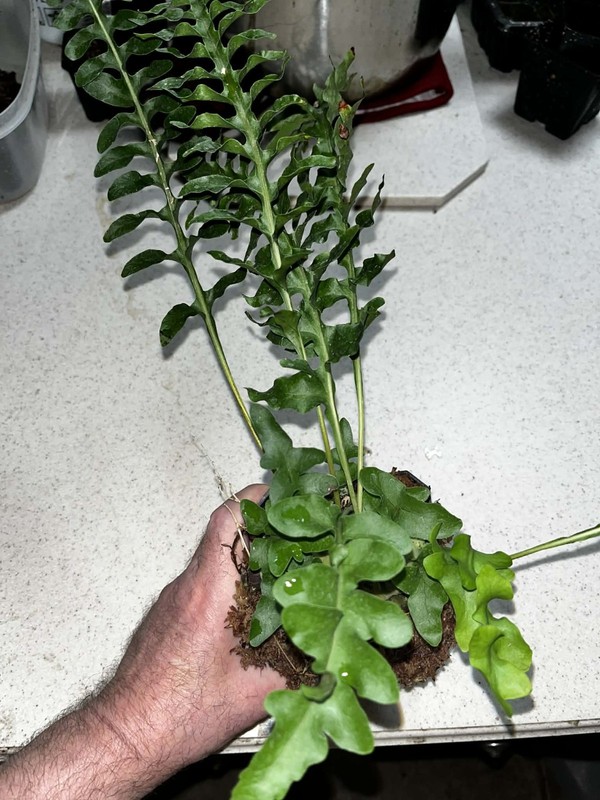 Lecanopteris luzonensus 4 inch pot Fully Rooted Rare gallery