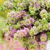 3000 LEMON MINT FLOWER & HERB SEEDS | 3000 SEEDS "BEE BALM" Non-GMO, Heirloom US gallery