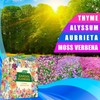Ground Cover Plant Seeds Collection - 31,000+ Seeds Mix of Creeping Thyme, Al... gallery