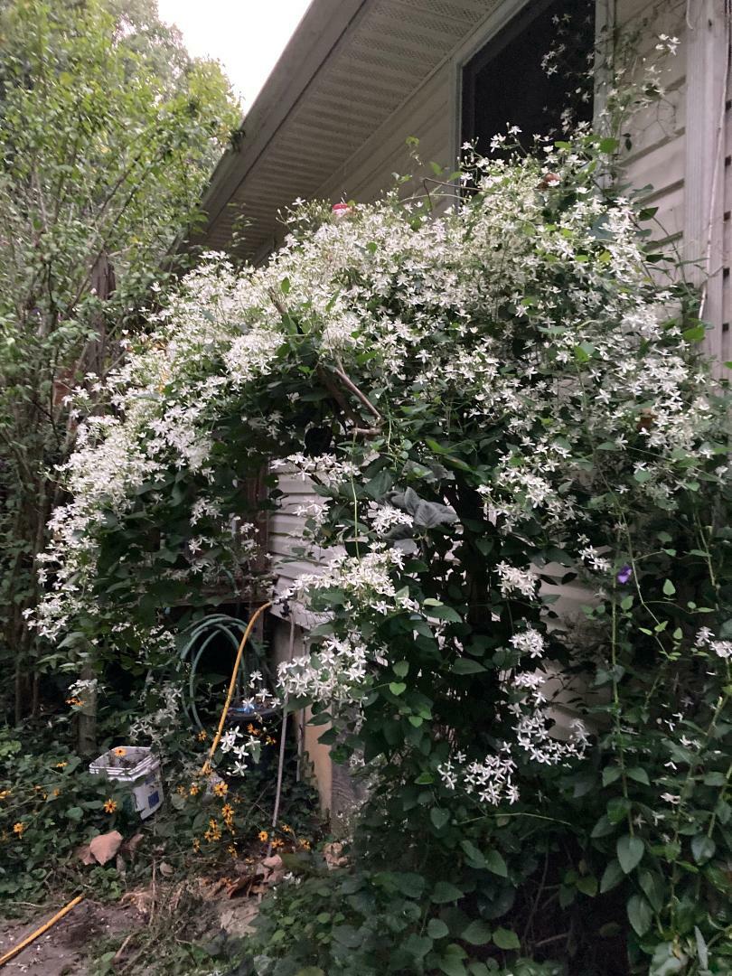 White Star Sweet Smelling Carolina Jasmine Vine Over 100 + Seeds USA Seller gallery