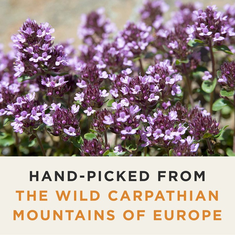Organic Wild Thyme Tea - Caffeine Free Herbal Tea - Pharmacopoeia Potency gallery