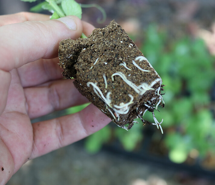 (PICK QTY) Propagation Seedling Clone Cubes ROOT RIOT RAPIDROOT GH 420 INDOOR gallery