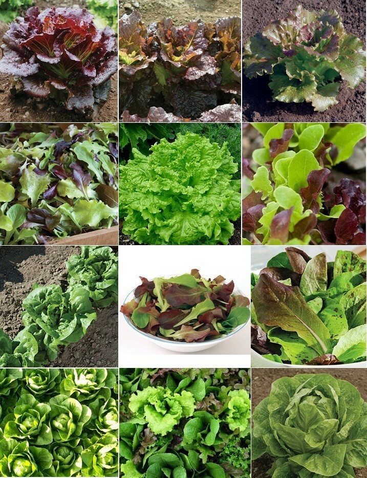 6 PACK LETTUCE SEED COLLECTION ~ heirloomseedguy ~ 2026 ~ NON-GMO gallery