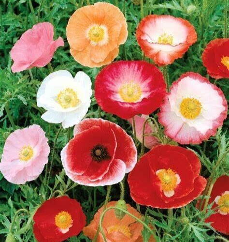 DOUBLE SHIRLEY POPPY SEEDS 2000+ double mixed ANNUAL flower GARDEN FREE SHIPPING gallery