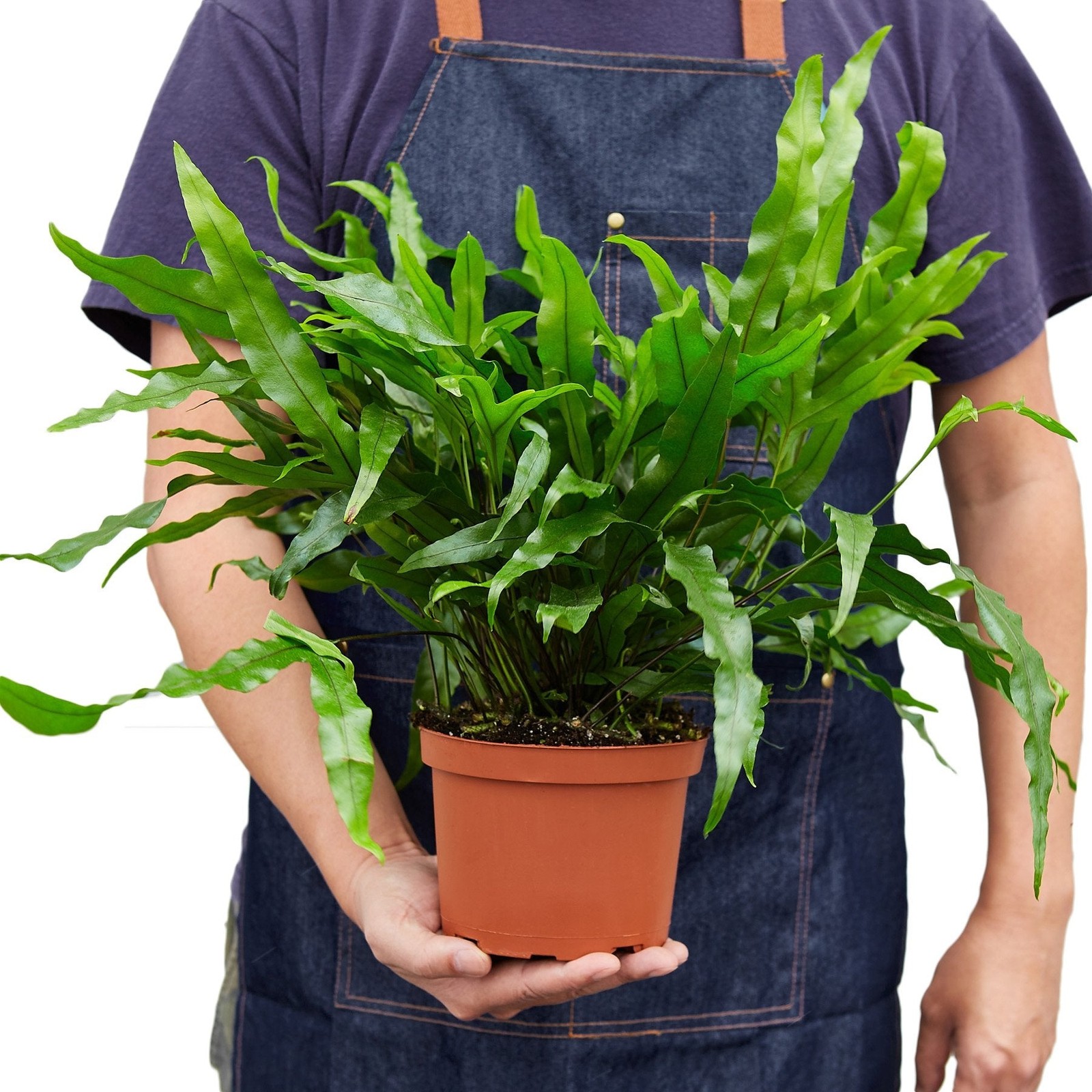 Fern 'Kangaroo Paw' gallery