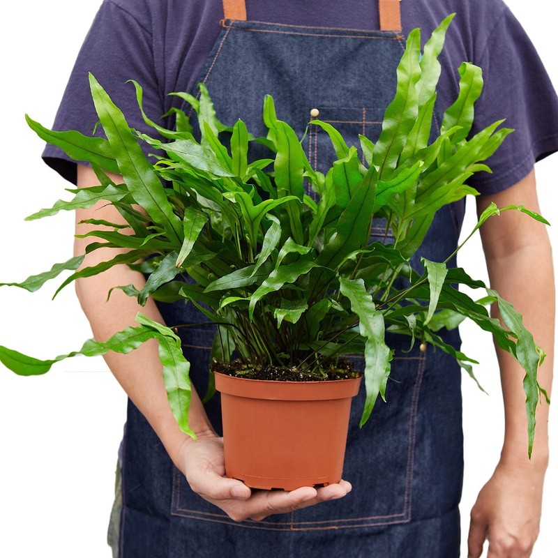 Fern 'Kangaroo Paw' gallery