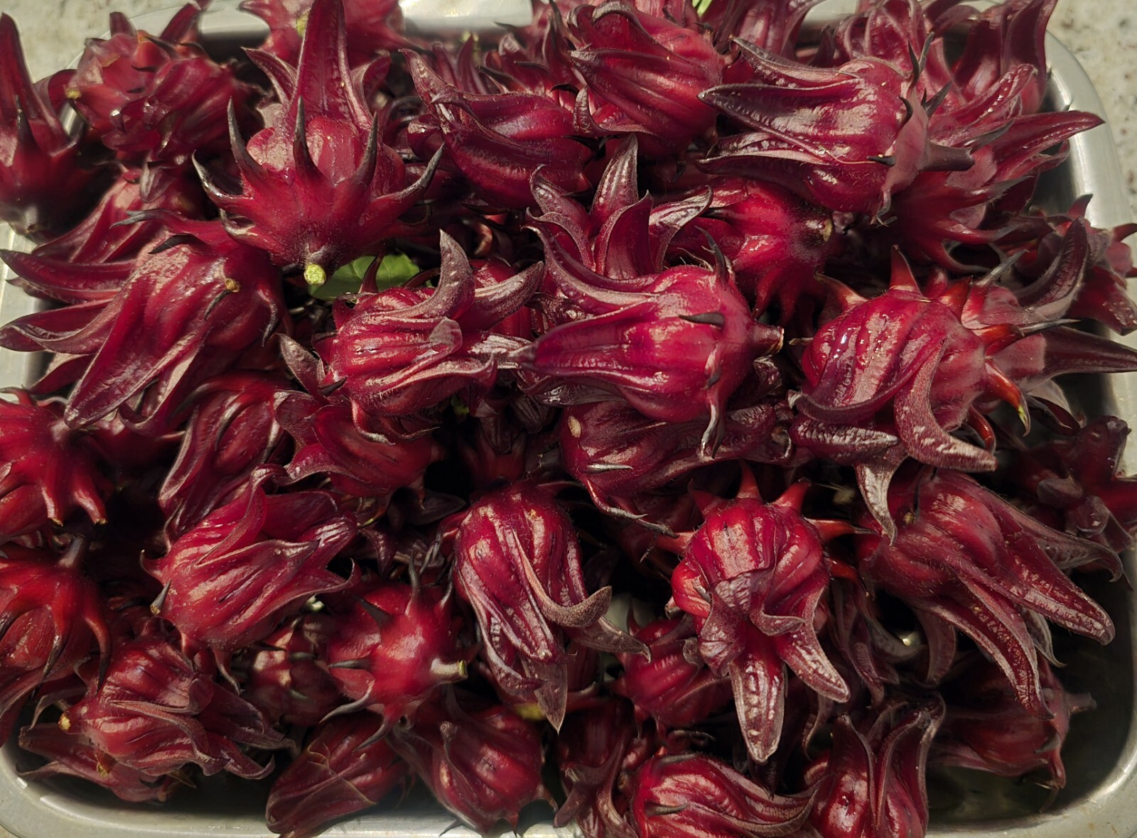 25 Red Hibiscus Roselle Seeds | Sabdariffa Sour Leaf Sorrel Chin Baung Jamaican gallery