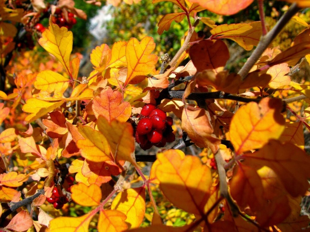 SKUNKBUSH SUMAC Rhus Trilobata - 20 SEEDS. FREE S&H gallery