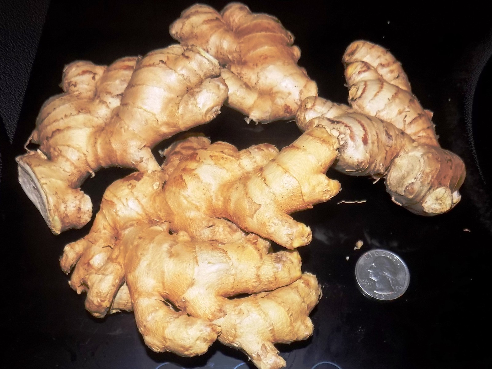Fresh Organic Ginger Root FREE SHIPPING 1lb to 30lb USA Shipper BEST PRICE on Eb gallery