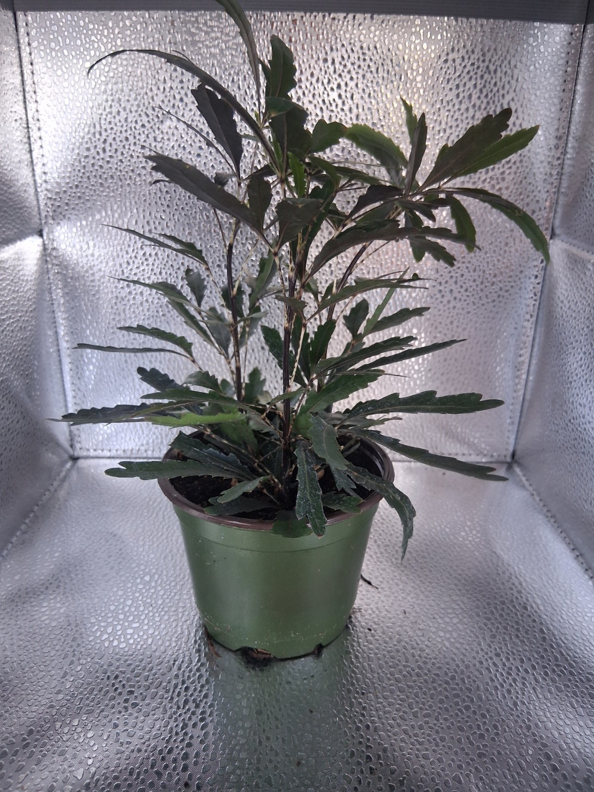 False Aralia 4 Inch (Plerandra Elegantissima) gallery