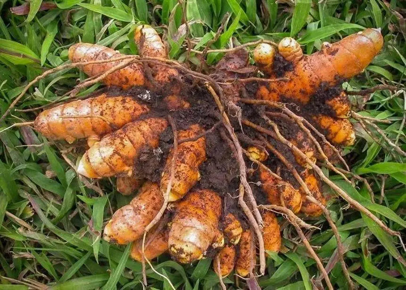 3 Yellow Turmeric Ginger Starter Plug - Curcuma longa gallery