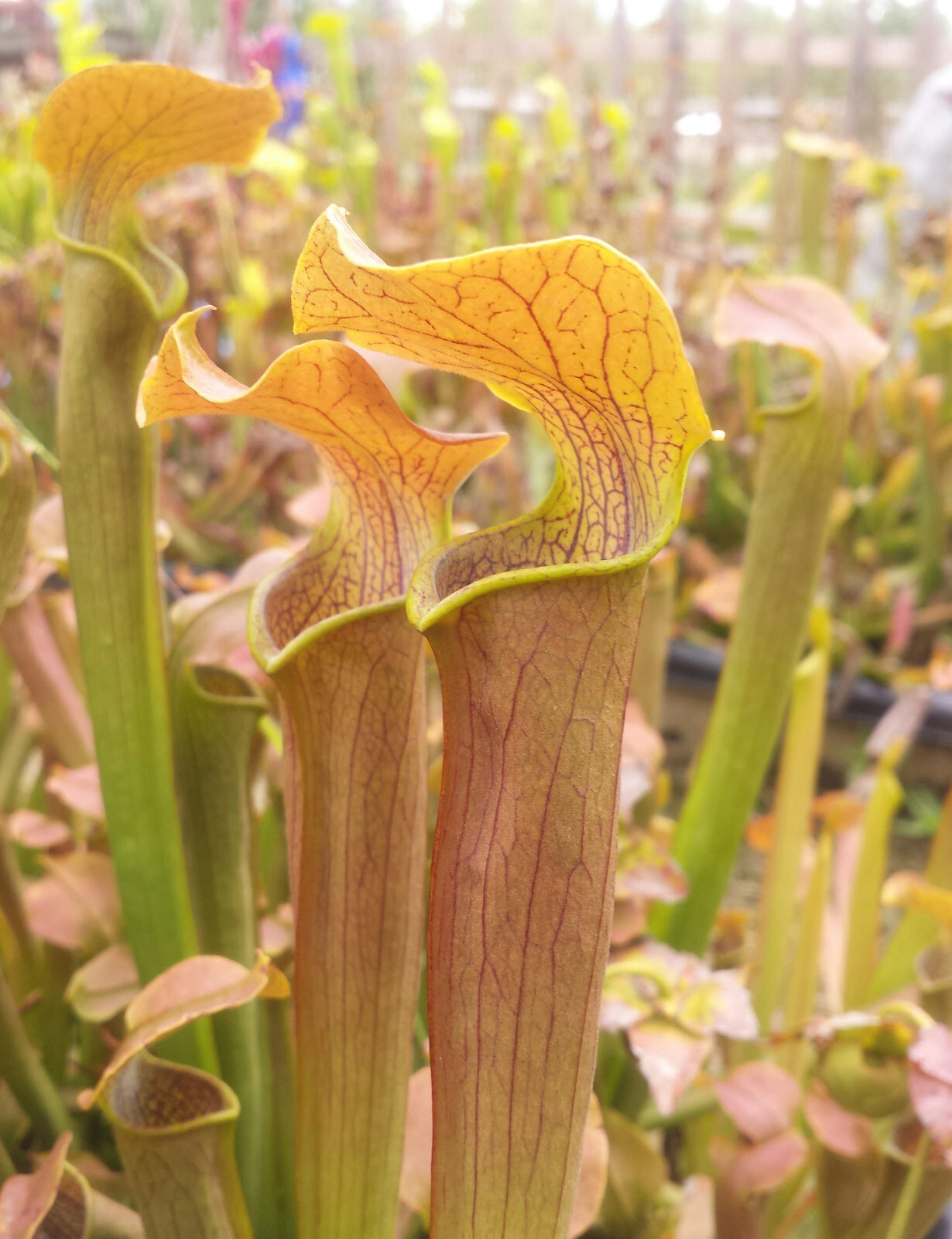 CARNIVOROUS PITCHER PLANT: S. rubra ssp. rubra gallery