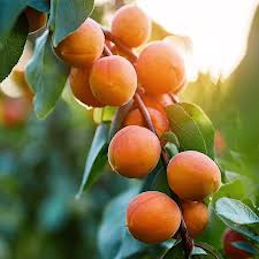 1 Apricot Tree Starter Plant Prunus armeniaca gallery