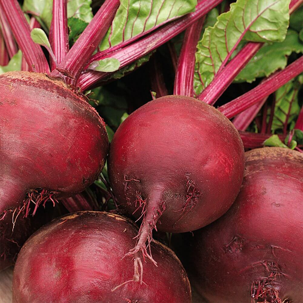 100+ Beetroot Detroit Dark Red Beet Seeds (Beta vulgaris) Vegetable USA gallery