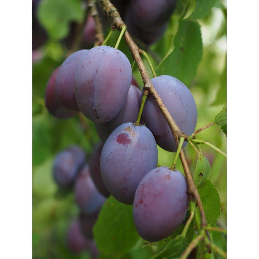 Dwarf Italian Plum Tree Bare Root gallery