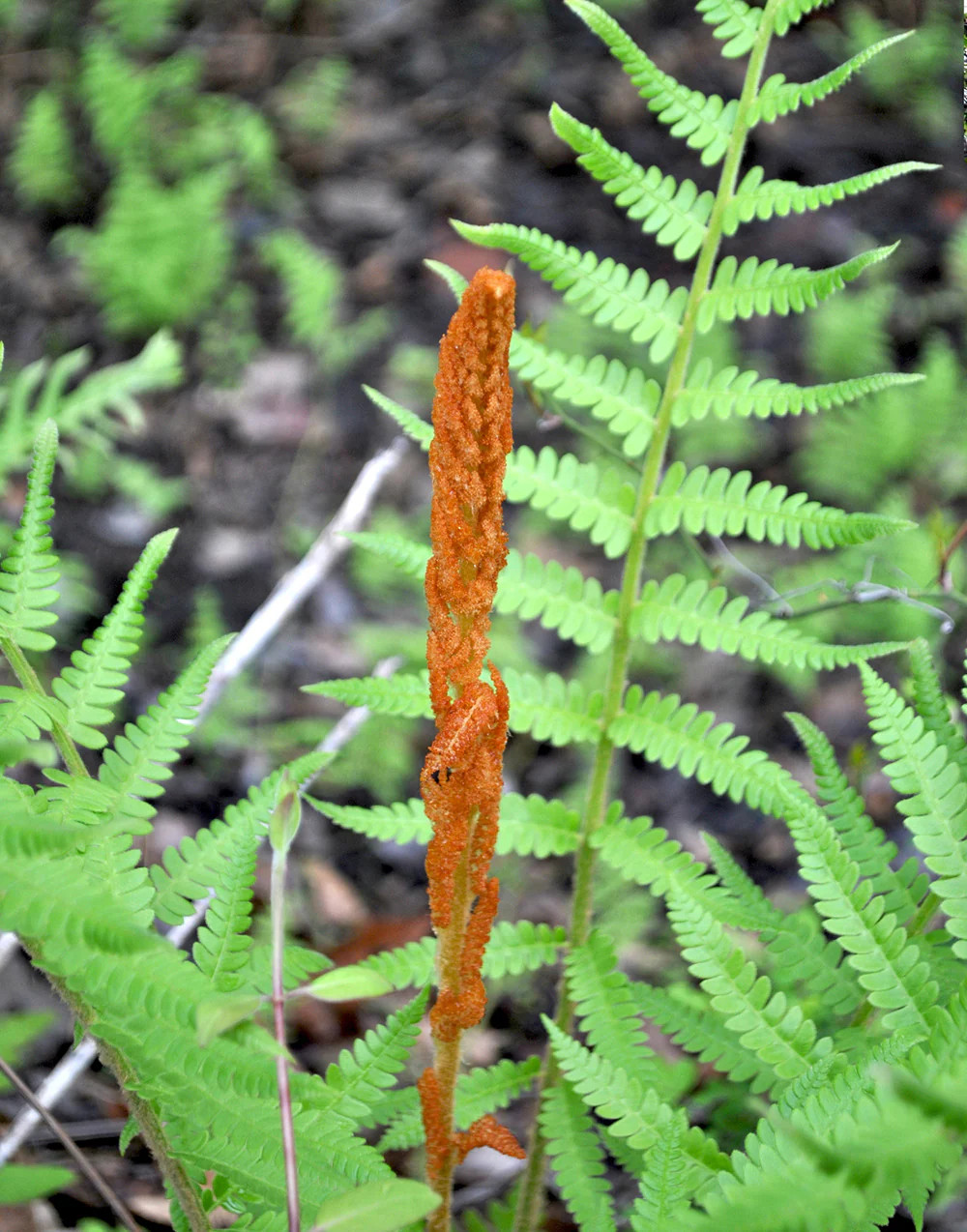 Cinnamon Fern - 3 root divisions gallery