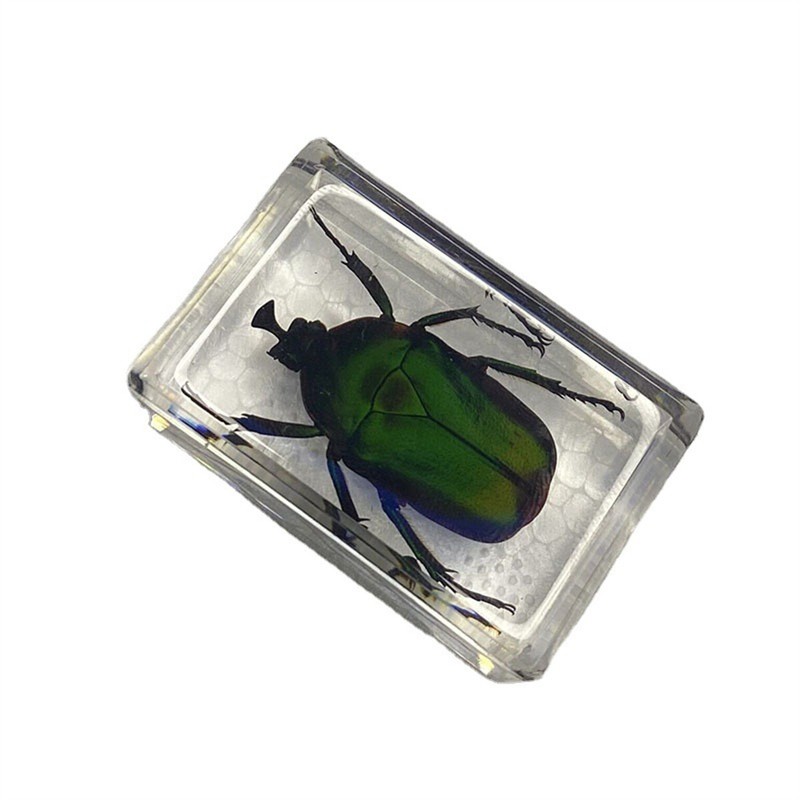 Insect In Resin Specimen Paperweight Spider Beetle Collection Science Education gallery