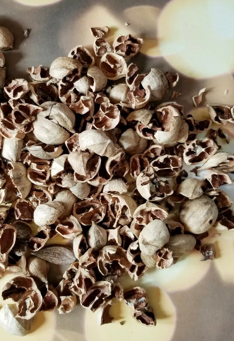HICKORY NUT HULLS/shells FOR BBQ~smoking grilling - 8 pounds - REDUCED gallery